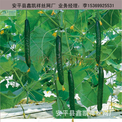 苦瓜网2